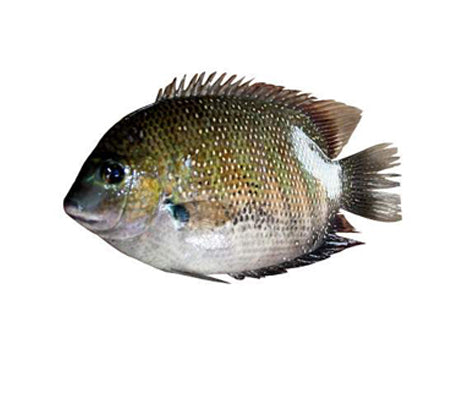 Karimeen-1Kg